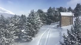 Pines in Baqueira Beret