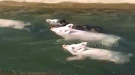 Pigs swimming is actually quite cute