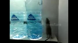 Mouse runs around hospital vending machine