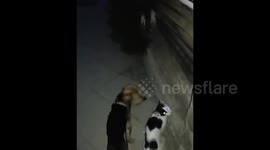 Yorkshire Terrier goes walking with a friend cat