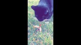 Cat and Praying Mantis