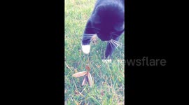 Cat vs Praying Mantis