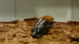 Madagascar Hissing Cockroach Hissing HD