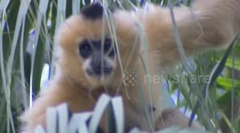 More than 20 kinds of monkeys are shown in Shenzhen Wildlife Park