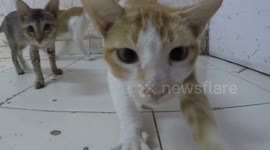Spiderman Cats Fighting With GoPro Camera Strap