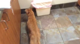 Cute cat hides from the vet