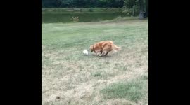 Golden retriever fetches too enthusiastically