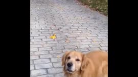 Dog brings back the newspaper