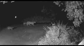 Mountain lion & cubs in street on security cam ~ Scotts Valley, California