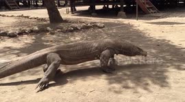 Komodo dragons are huge!