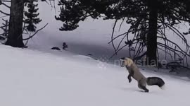Grey Fox Hunts In Snow