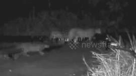 Mountain Lion and Cubs Cross Street