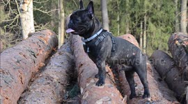 Frenchbulldog obstacle training