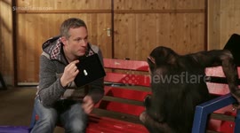 Chimps amazed by iPad magic tricks