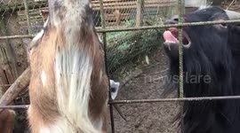 Funny slow motion footage of an angry and possibly jealous goat