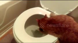 Thirsty cat drinks from toilet