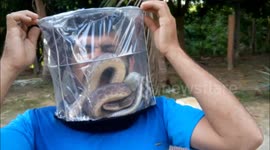 Ativista coloca a cabeça dentro de gaiola cheia de cobras e aranhas.