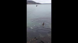 Sea lion vs octopus