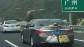 Live ducks being transported in plastic bags hanging on the outside of a car