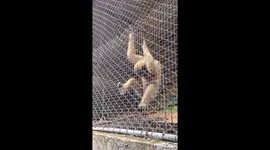 Clever gibbon grabs piece of bread from zoo visitor through cage