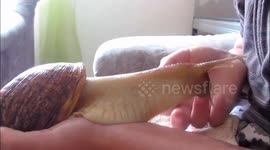 Snail cuddling original