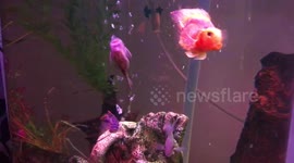 Suckerfish spits lyrics like Ed Sheeran