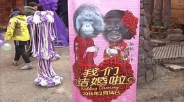 Wedding for two orangutans in zoo on Valentine's Day