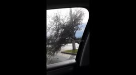 Tornado hits Pompano Beach, Florida uprooting trees