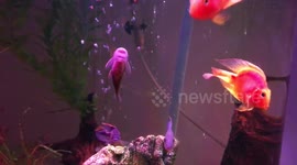 Suckerfish spits lyrics like Ed Sheeran