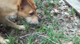 Dog totally confused by tortoise