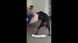 Not many would brave a tug of war fight with a 55kg Doberman dog!