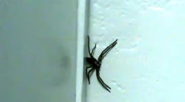 GIANT SOUTH AMERICAN SPIDER