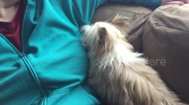 Puppy Makes A Pit Stop