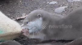 Otterly Cute Baby Otters