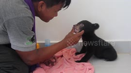 Footage of a man feeding a tiny bear cub at a sanctuary