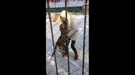 Woman plays with baby tiger in Russia