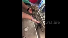 Adorable but unamused cat takes a shower under a tap