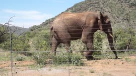 Just an elephant dropping by for lunch