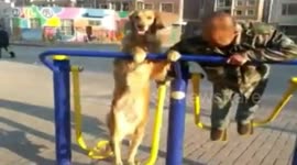 Adorable golden retriever tries exercise equipment in China