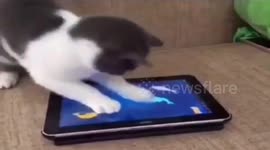 Cat gets mad because it cannot eat fishes on iPad