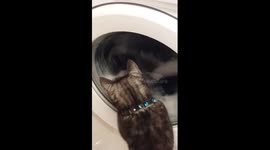 Kitten chases clothes in spinning washing machine