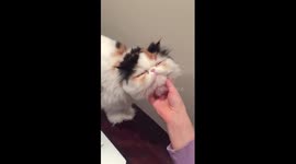 Cat loves getting her chin scratched