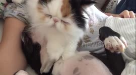 Cat massaging dog