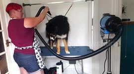 slow motion dog shake