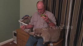 Raccoons eating gelato