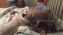 Two raccoons wrestle a bulldog
