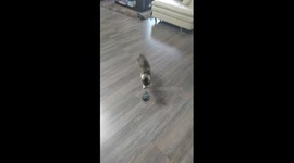 The cat that thinks its a dog