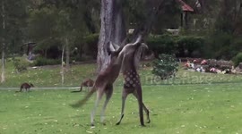 Kangaroos involved in ferocious fight in Australia