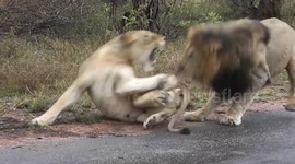 Lioness Slaps Sex Pest Lion
