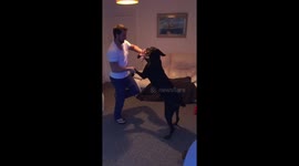 Teaching a giant 60kg Doberman dog to dance - Harder than it looks!